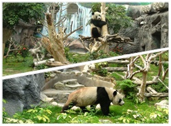 “大熊猫同乐日暨‘开开’‘心心’亮相仪式”圆满举行