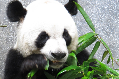 “大熊猫同乐日暨‘开开’‘心心’亮相仪式”圆满举行