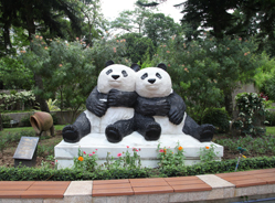 熊猫热潮席卷澳门