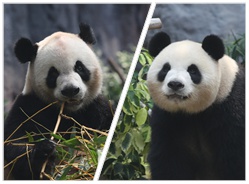 “开开”“心心”在澳门的幸福生活