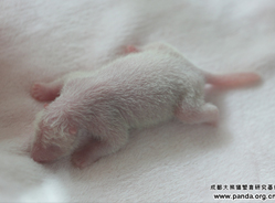 大熊猫萌萌于7月4日在成都顺利产仔
