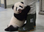 圆仔2岁啦 关于赠台大熊猫的5个冷知识
