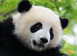 2014级团子颜值大比拼