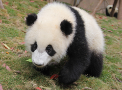 “奶萌喜”的生日留言板