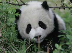 十年——给大熊猫“晶晶”的赞歌