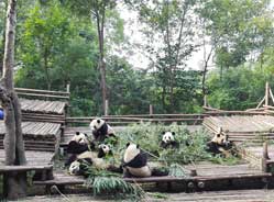 高温天气如何观赏大熊猫