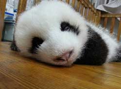 新生代网红“萌三太子”