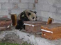 “吃货”大熊猫下山偷吃10多箱蜂蜜