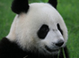 赠澳大熊猫“蜀祥”年底返回内地