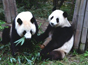 呆萌两姐妹今日到贵阳 大熊猫“和琪”“和美”成都出发 开始3年“爽爽”的生活