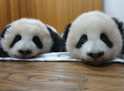 科琳双仔满百日