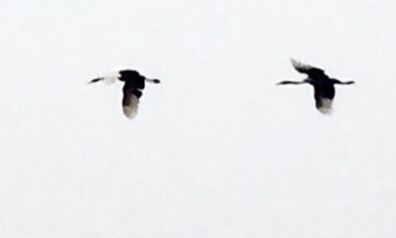 三八线上的生命延续