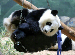 浅谈熊猫的“刻板行为”