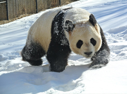 雪地里撒欢的“熊猫们”