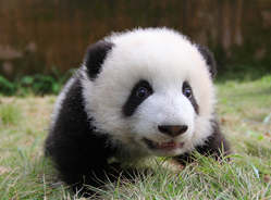 你所不知道的大熊猫