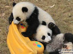 成都大熊猫上演史上最萌“大拜年”——官方正式公布9只15级大熊猫征名结果