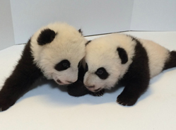 加拿大幼仔100天的萌照