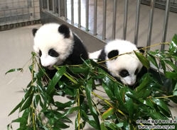 奶妈日记：我们最爱的加盼盼、加悦悦——成都熊猫基地饲养员眼中的旅加龙凤胎熊猫宝贝成长记