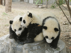 世界水日看熊猫与水