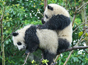 四川成都：湿答答滴熊猫 静悄悄滴“开”