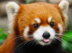 小熊猫的独特侦查器