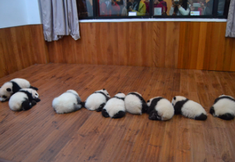 幼年馆的“7小猪”