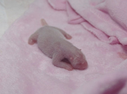 大熊猫“梅浜”喜获一子