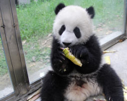 黑白精灵 多彩童年