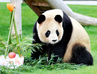 良浜和永明的“又一春”