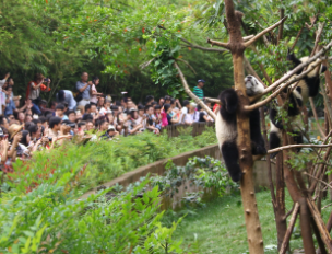 端午佳节 人“朝”滚滚