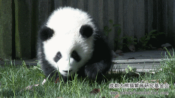 7 &ldquo;萌三太子&rdquo;：&ldquo;哎呀&hellip;&hellip;走不动了歇一歇&hellip;&hellip;&rdquo;.gif