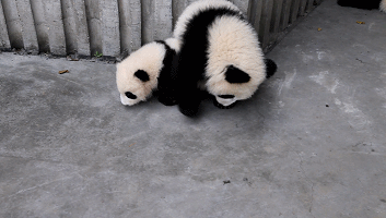 6 萌三碾压庆大 gif.gif