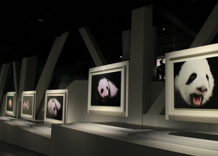 我会工作人员参观“熊猫亦艺术”全球巡回展成都站