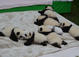 2016级熊猫宝宝“T台秀”