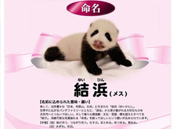 2016年日本首只熊猫幼仔取名为“结浜”