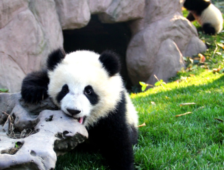 大熊猫幼稚园开学啦！