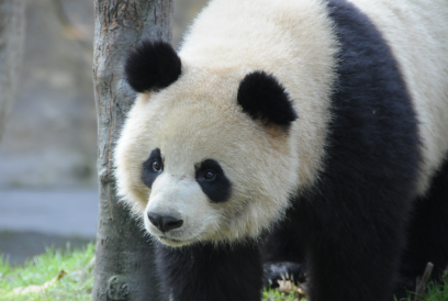 浮生半晌——熊猫谷“大脸姐妹花”的温情冬日