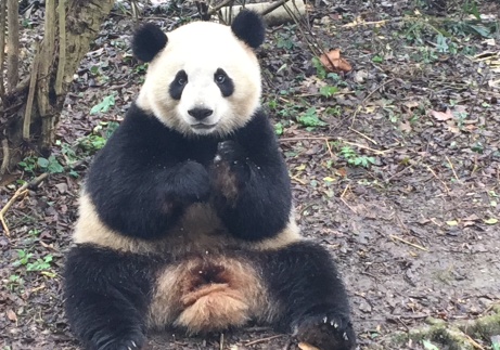春雨中的大熊猫