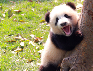 2016级成都新生熊猫宝宝认猫攻略——太阳产房篇