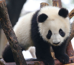 不一样的“雅猪猪”