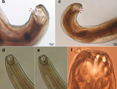 我会资助项目研究人员发现大熊猫寄生虫新种