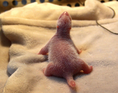 大熊猫“晶晶”产下熊猫宝宝 “体育世家”又添新成员