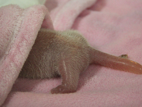 七月“妮宝”诞生记