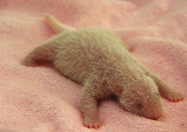 2017大熊猫新生幼仔参观指南抢鲜看！