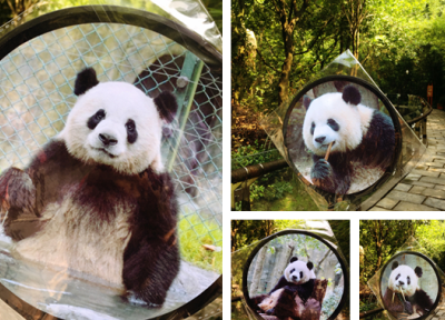 “奥莉奥”五岁庆生记