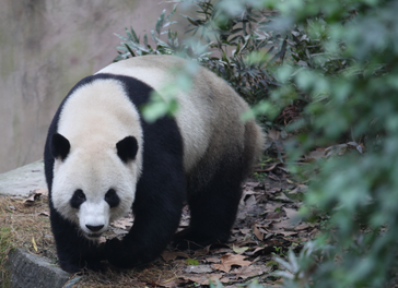 爱的奇迹——“五一”11岁了！