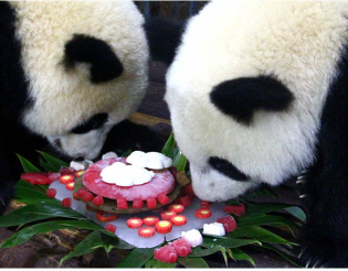 “灰灰”变“肥肥”、“成实”一岁啦！