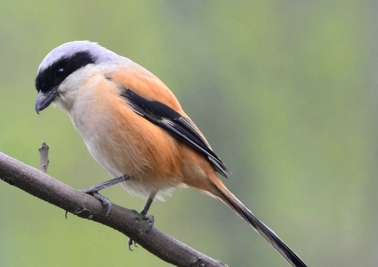 资深“猫粉”现身说法 收获知识欢乐多多