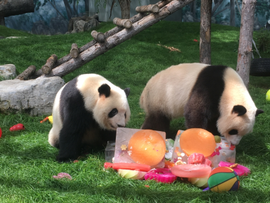 “七巧”“七喜”生日会