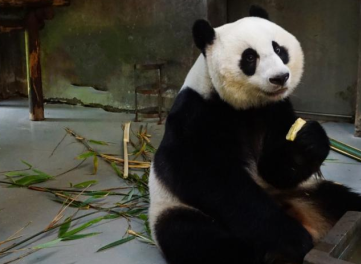 “甜甜”今年到底生不生？！